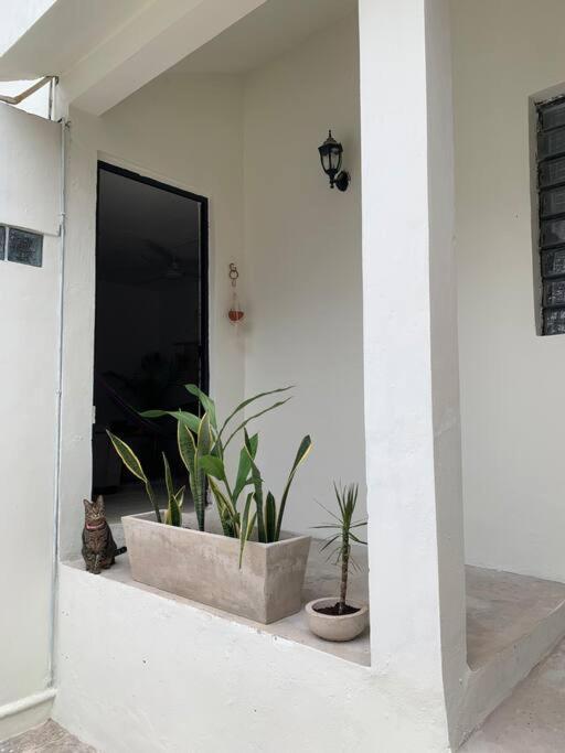 Private Full House With Pool And Cozy Patio Villa Valladolid  Exterior photo